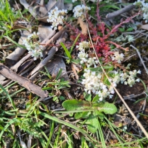 Poranthera microphylla at Moncrieff, ACT - 7 Oct 2021 10:13 AM