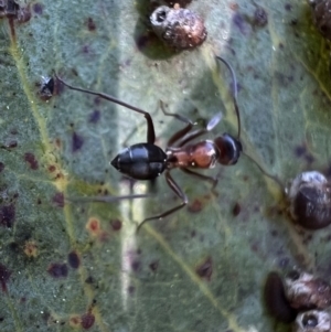 Camponotus sponsorum at Murrumbateman, NSW - 7 Oct 2021 04:59 PM