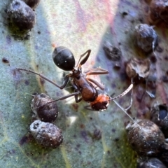 Camponotus sponsorum at Murrumbateman, NSW - 7 Oct 2021 04:59 PM