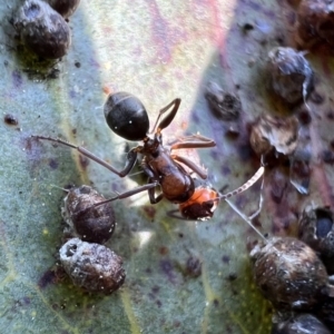 Camponotus sponsorum at Murrumbateman, NSW - 7 Oct 2021 04:59 PM