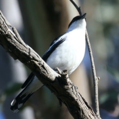 Lalage tricolor (White-winged Triller) at Pialligo, ACT - 6 Oct 2021 by jbromilow50