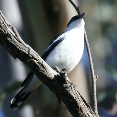 Lalage tricolor (White-winged Triller) at Campbell Park Woodland - 6 Oct 2021 by jbromilow50