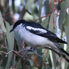 Lalage tricolor at Pialligo, ACT - 6 Oct 2021 03:53 PM