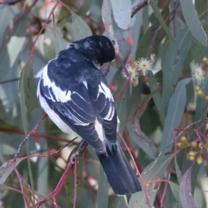 Lalage tricolor at Pialligo, ACT - 6 Oct 2021 03:53 PM