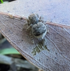 Maratus vespertilio (Bat-like peacock spider) at Murrumbateman, NSW - 7 Oct 2021 by SimoneC