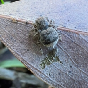 Maratus vespertilio at Murrumbateman, NSW - 7 Oct 2021