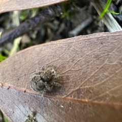 Maratus vespertilio at Murrumbateman, NSW - 7 Oct 2021