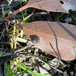 Maratus vespertilio at Murrumbateman, NSW - 7 Oct 2021