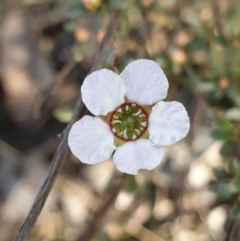 Gaudium multicaule (Teatree) at Holt, ACT - 6 Oct 2021 by drakes