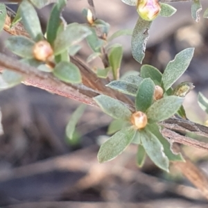 Gaudium multicaule at Holt, ACT - 7 Oct 2021 08:42 AM