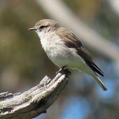 Microeca fascinans (Jacky Winter) at Tharwa, ACT - 7 Oct 2021 by RodDeb