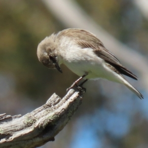 Microeca fascinans at Tharwa, ACT - 7 Oct 2021