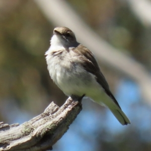 Microeca fascinans at Tharwa, ACT - 7 Oct 2021