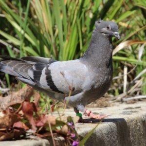 Columba livia at Paddys River, ACT - 7 Oct 2021