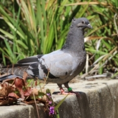 Columba livia at Paddys River, ACT - 7 Oct 2021