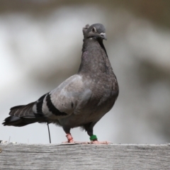 Columba livia at Paddys River, ACT - 7 Oct 2021 02:34 PM