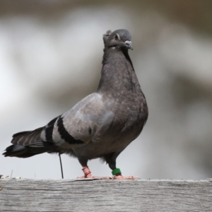 Columba livia at Paddys River, ACT - 7 Oct 2021 02:34 PM