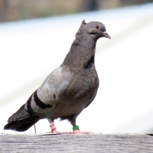 Columba livia at Paddys River, ACT - 7 Oct 2021 02:34 PM