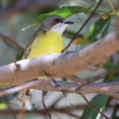 Gerygone olivacea (White-throated Gerygone) at Tharwa, ACT - 7 Oct 2021 by RodDeb