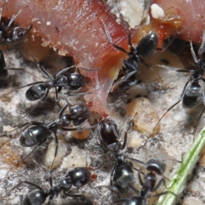 Iridomyrmex rufoniger at Evatt, ACT - 3 Oct 2021 02:03 PM