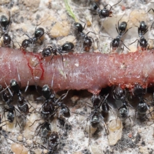 Iridomyrmex rufoniger at Evatt, ACT - 3 Oct 2021 02:03 PM