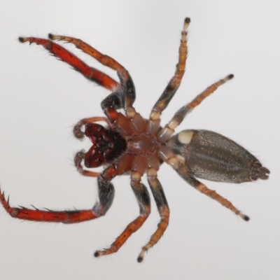 Sandalodes sp. (genus) (Unidentified Sandalodes) at Evatt, ACT - 3 Oct 2021 by TimL