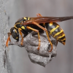 Polistes (Polistes) chinensis (Asian paper wasp) at Evatt, ACT - 5 Oct 2021 by TimL