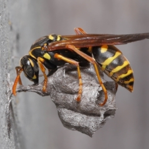 Polistes (Polistes) chinensis at Evatt, ACT - 5 Oct 2021 06:59 AM