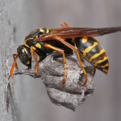 Polistes (Polistes) chinensis (Asian paper wasp) at Evatt, ACT - 5 Oct 2021 by TimL