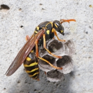 Polistes (Polistes) chinensis at Evatt, ACT - 5 Oct 2021 06:59 AM