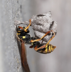 Polistes (Polistes) chinensis at Evatt, ACT - 5 Oct 2021 06:59 AM