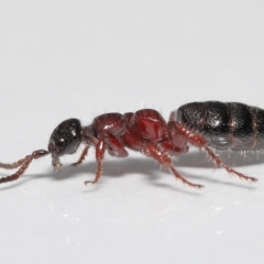 Tiphiidae (family) (Unidentified Smooth flower wasp) at Evatt, ACT - 5 Oct 2021 by TimL