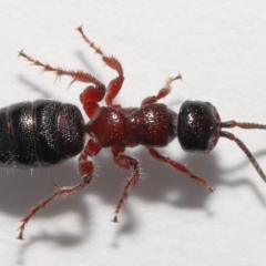 Tiphiidae (family) at Evatt, ACT - 5 Oct 2021