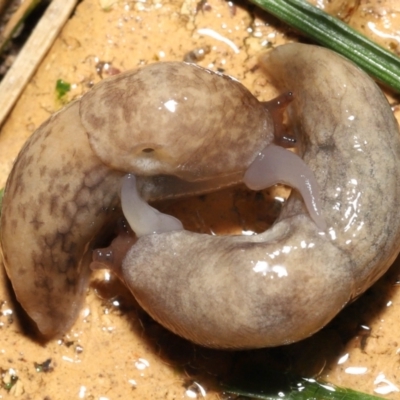 Deroceras reticulatum (Grey Field Slug) at Evatt, ACT - 3 Oct 2021 by TimL