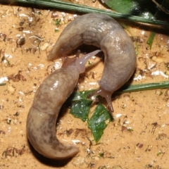 Deroceras reticulatum at Evatt, ACT - 4 Oct 2021