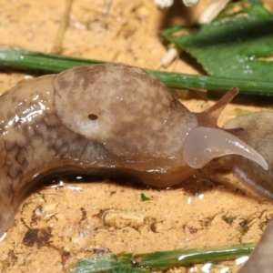 Deroceras reticulatum at Evatt, ACT - 4 Oct 2021