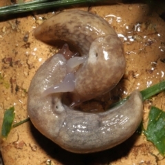 Deroceras reticulatum (Grey Field Slug) at Evatt, ACT - 4 Oct 2021 by TimL