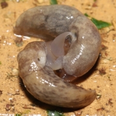 Deroceras reticulatum at Evatt, ACT - 4 Oct 2021 08:00 AM