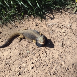 Pogona barbata at Weetangera, ACT - 7 Oct 2021