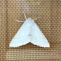 Arhodia lasiocamparia (Pink Arhodia (Oenochrominae)) at Aranda, ACT - 7 Oct 2021 by KMcCue