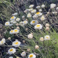 Leucochrysum albicans subsp. tricolor (Hoary Sunray) at O'Malley, ACT - 7 Oct 2021 by Willcath80