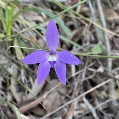 Glossodia major (Wax Lip Orchid) at Acton, ACT - 5 Oct 2021 by Cricket