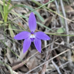 Glossodia major at Acton, ACT - suppressed