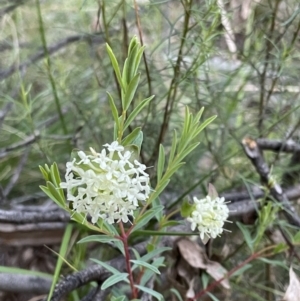 Pimelea linifolia at Acton, ACT - 5 Oct 2021