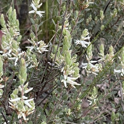 Brachyloma daphnoides (Daphne Heath) at Acton, ACT - 5 Oct 2021 by JimL