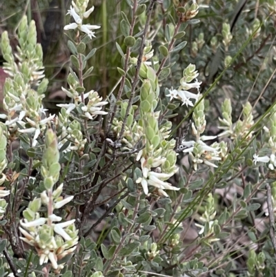 Brachyloma daphnoides (Daphne Heath) at Acton, ACT - 5 Oct 2021 by Cricket