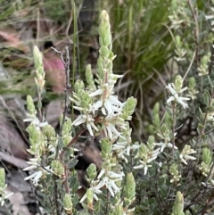 Brachyloma daphnoides at Acton, ACT - 5 Oct 2021