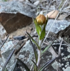 Coronidium oxylepis subsp. lanatum at Downer, ACT - 5 Oct 2021