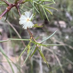 Acacia genistifolia at Downer, ACT - 5 Oct 2021 07:04 PM