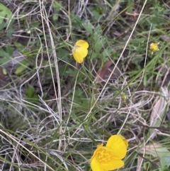 Ranunculus lappaceus (Australian Buttercup) at Acton, ACT - 5 Oct 2021 by Cricket